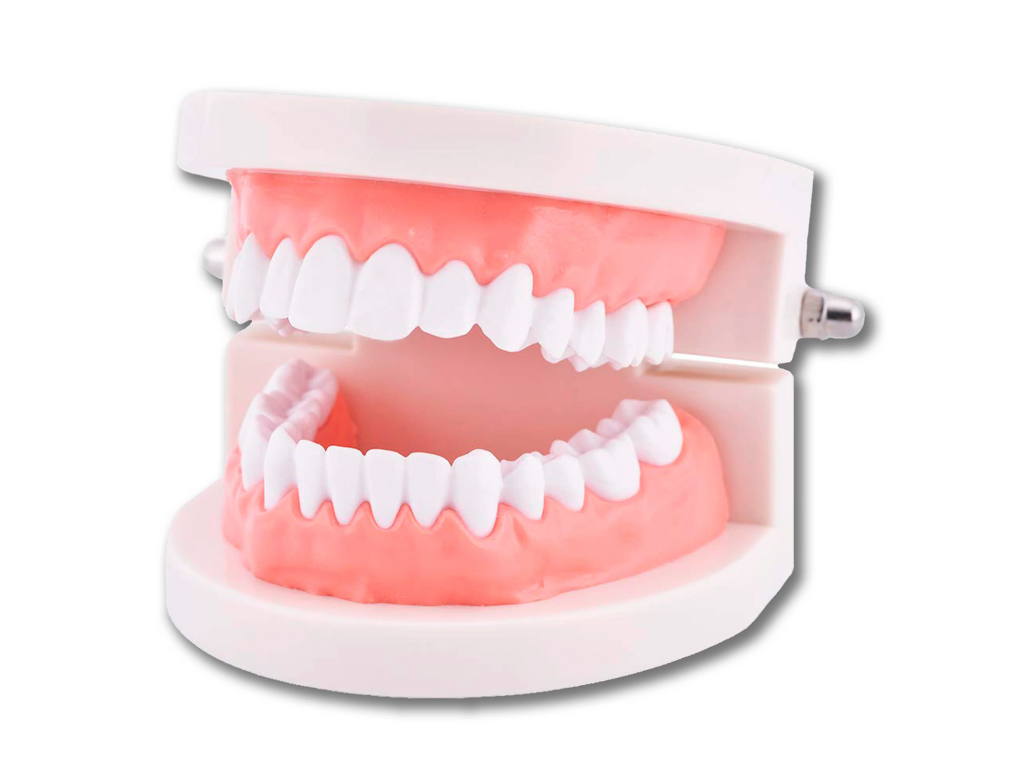 Mouth Mannequin